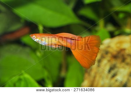 Portrait Of Aquarium Fish - Guppy (poecilia Reticulata) In Aquarium