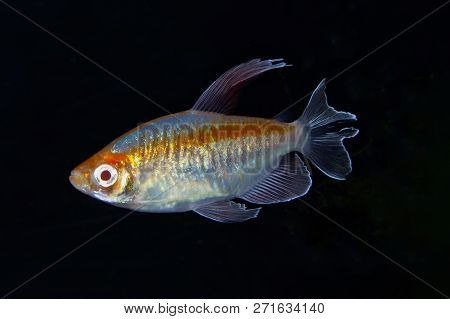 Portrait Of Aquarium Fish - Congo Tetra (phenacogrammus Interruptus) Isolated On Black Background