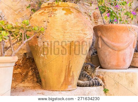 Romantic Scene With Terracotta Potted Plants And Cat In Old Village On Majorca, Spain