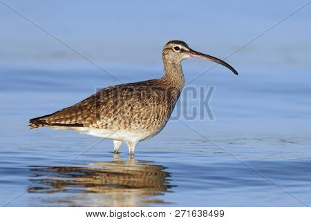 A Whimbrel, Numenius Phaeopus Stands In A Shallow Bay In Morning Light In Florida