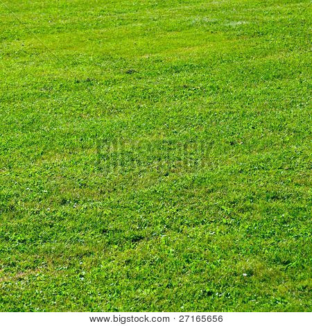 Green grass background