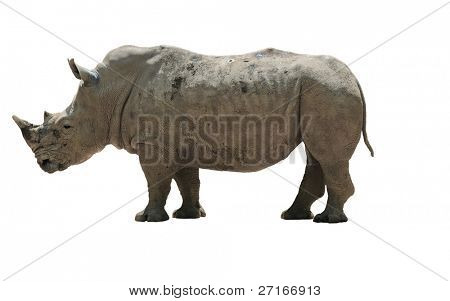 White Rhino aislado sobre un fondo blanco