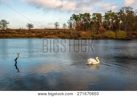 Swan Swims Gracefully In A Lake Surrounded By Trees In Autumn Colors. The Photo Was Taken At One Of 