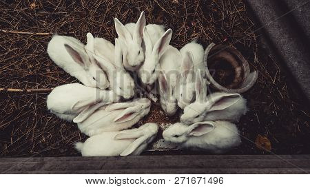 White Bunny Sitting On A Downed Tree, Rabbits On Top