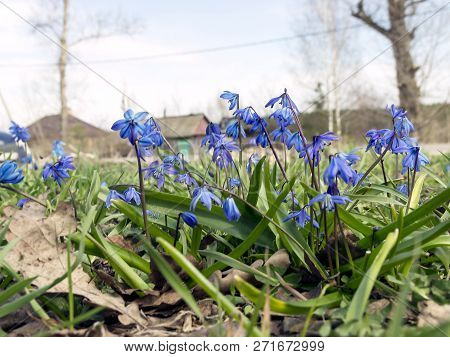 Beautiful Spring Snowdrops Proleski Blue A Lot Of