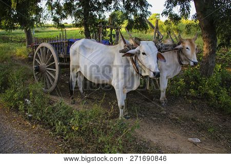 Burmese Rural Transportation With Two Oxen And Wooden Cart At Bagan, Myanmar (burma)