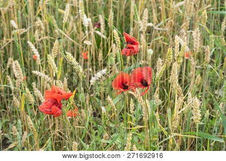 Red Long-headed Poppy Field, Blindeyes, Papaver Dubium. Blooming Flower In A Natural Environment