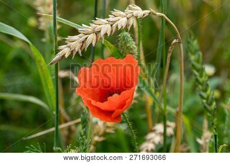 Red Long-headed Poppy Field, Blindeyes, Papaver Dubium. Blooming Flower In A Natural Environment