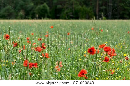 Red Long-headed Poppy Field, Blindeyes, Papaver Dubium. Blooming Flower In A Natural Environment