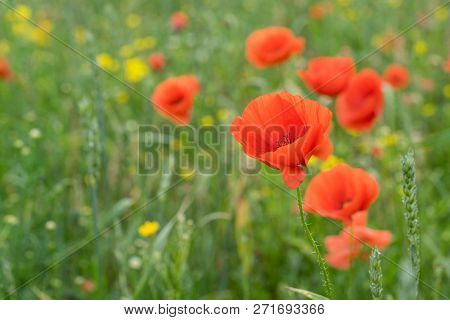 Red Long-headed Poppy Field, Blindeyes, Papaver Dubium. Blooming Flower In A Natural Environment