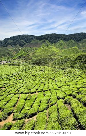 Plantacji herbaty w Cameron Highlands, Malezja