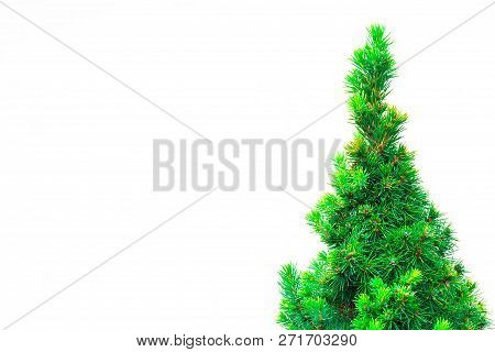 Beautiful Spiky Green Spruce Branches As Background