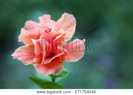 Hibiscus Of Pale Pink Color With Copy Space