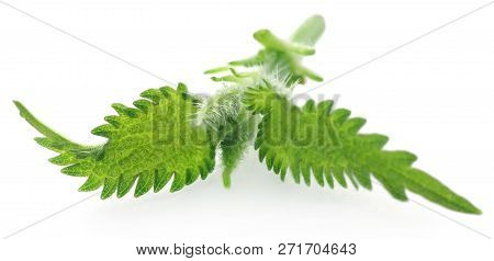Medicinal Nettle Green Leaves Over White Background