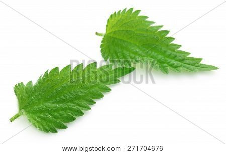 Closeup Of Medicinal Nettle Leaves Over White Background