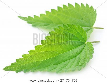 Green Nettle Leaves That Have Many Kinds Of Madicinal Value Over White Background