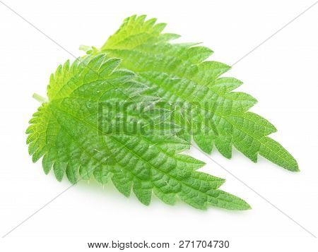 Green Nettle Leaves That Have Many Kinds Of Madicinal Value Over White Background