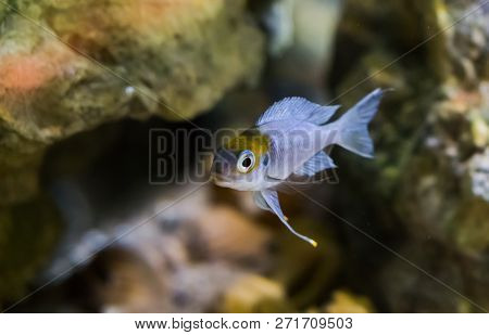 Silver Juvenile Fish With Color On His Head