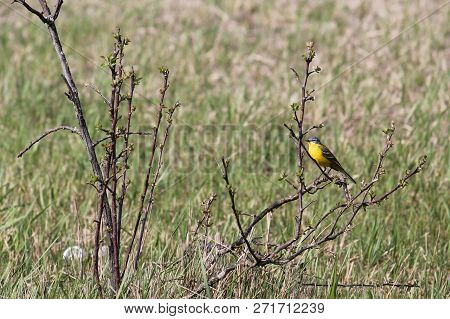 Adult Male Western Yellow Wagtail Or Blue-headed Wagtail (motacilla Flava Subspecies Flava). Polesie