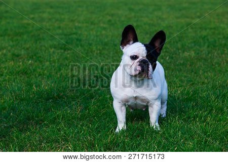 Dog Breed French Bulldog Is Stand On Green Grass