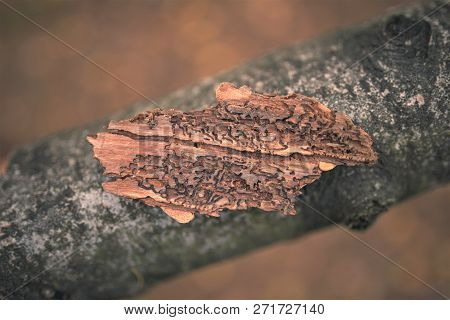 A Pice Of Bark From A Tree Infected With A Bark Beetle.