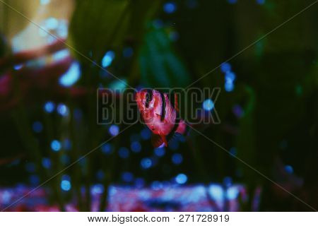 Fish In A Moody And Dark Aquarium