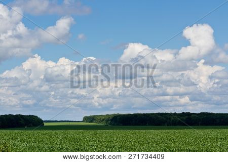 Green Corn Fied And Cloudy Sky. Dark Green Forest On Background