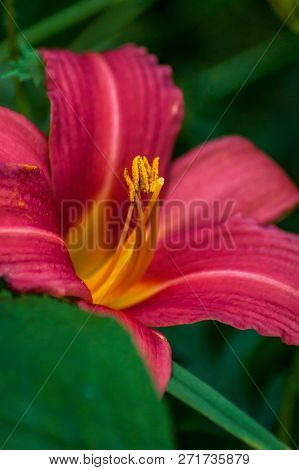 Pink Lily With Yellow Stamen Carrying Pollen Surrounded By Green Leaves