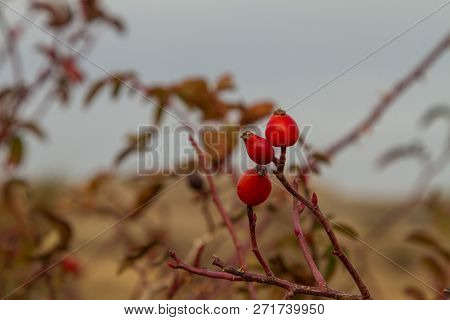 Ripened Rosehip In The Taurian Steppe.