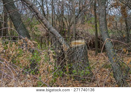 The Barbarous Destruction Of Shelter Forests