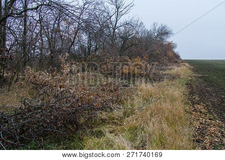 The Barbarous Destruction Of Shelter Forests
