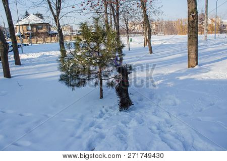 Black Scotish Terrier Like Hunting In Winter Forest