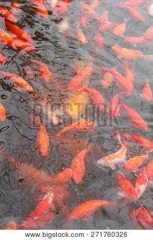 Koi Carp Fish In The Lake Or Pond. Top View. Vertical.