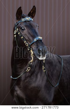 Portrait of brown Lusitano horse in baroque bridle on striped background.