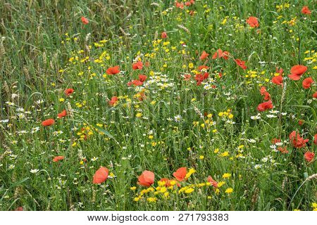 Red Long-headed Poppy Field, Blindeyes, Papaver Dubium. Blooming Flower In A Natural Environment