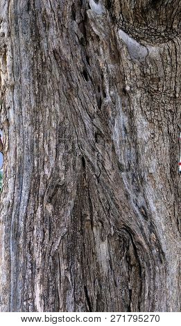 Part Of The Trunk Of An Old Olive Tree With Bark Covered With A Pattern Of Cracks.