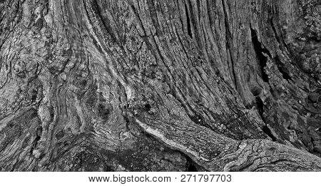 Part Of The Trunk Of An Old Olive Tree With Bark Covered With A Pattern Of Cracks.