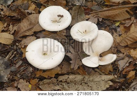 Trooping Funnel Fungi