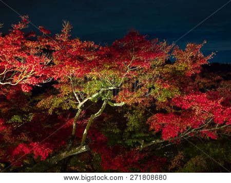 Kiyomizu-dera , Red Autumn Leaves Autumn Light Up At Night, Kyoto, Japan