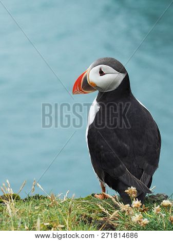 Puffin On The Latrabjarg Cliffs,west Fjords, Iceland