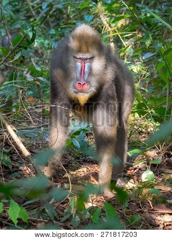Mandrill Close-up Portrait (mandrillus Sphinx) Gabon America