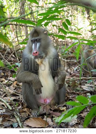 Mandrill Close-up Portrait (mandrillus Sphinx) Gabon America