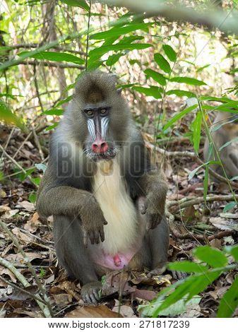 Mandrill Close-up Portrait (mandrillus Sphinx) Gabon America