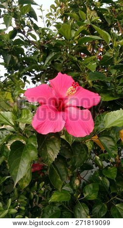 Beautiful And Fragrant Shoes In The Garden