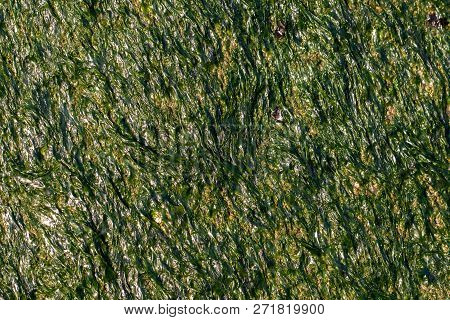 Organic Background Image. Seaweed And Green Algae Close-up. Rock Covered In Slimy Sea Vegetation. Ph