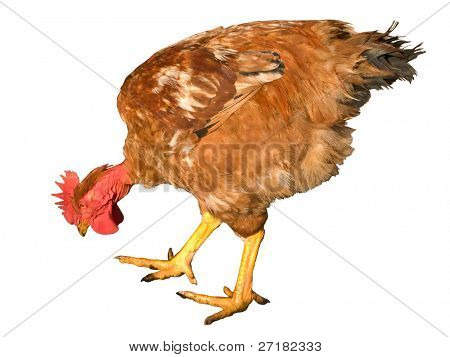 Yemek tavuk