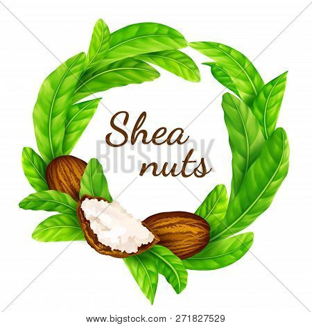 Shea Nuts With Leaves In Vector. Vector Shea Nuts With Shea Butter And Green Leaves In A Round Borde