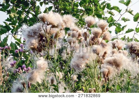 Flowers Saw-wort-serratula Coronata-after Flowering. Fluff On The Flowers Serratula Coronata