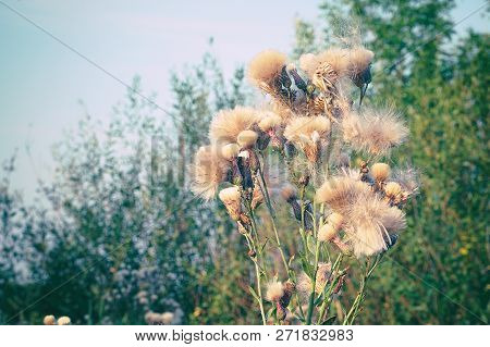 Flowers Saw-wort-serratula Coronata-after Flowering. Fluff On The Flowers Serratula Coronata