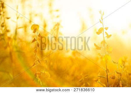 Sunhemp Or Crotalaria Juncea, The Yellow Flower Field Blooming On Sunny Day With Have Mountain Backg